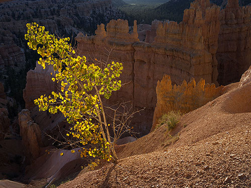 Autumn Aspen Bryce Canyon